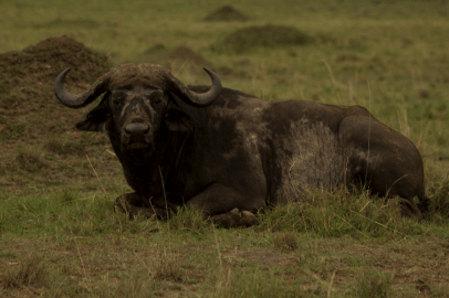 Screen Shot 2014-09-15 at 01.19.44